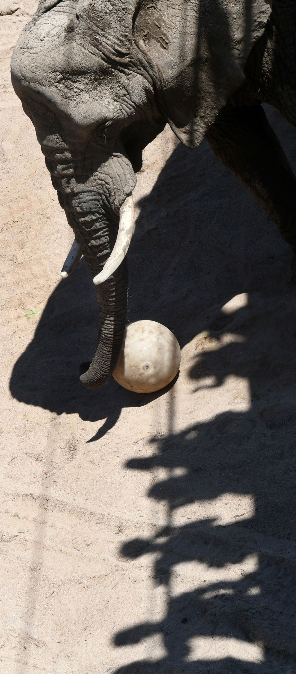 070119-news-elephant 12.JPG